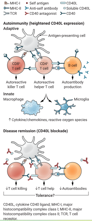 Tcell.png