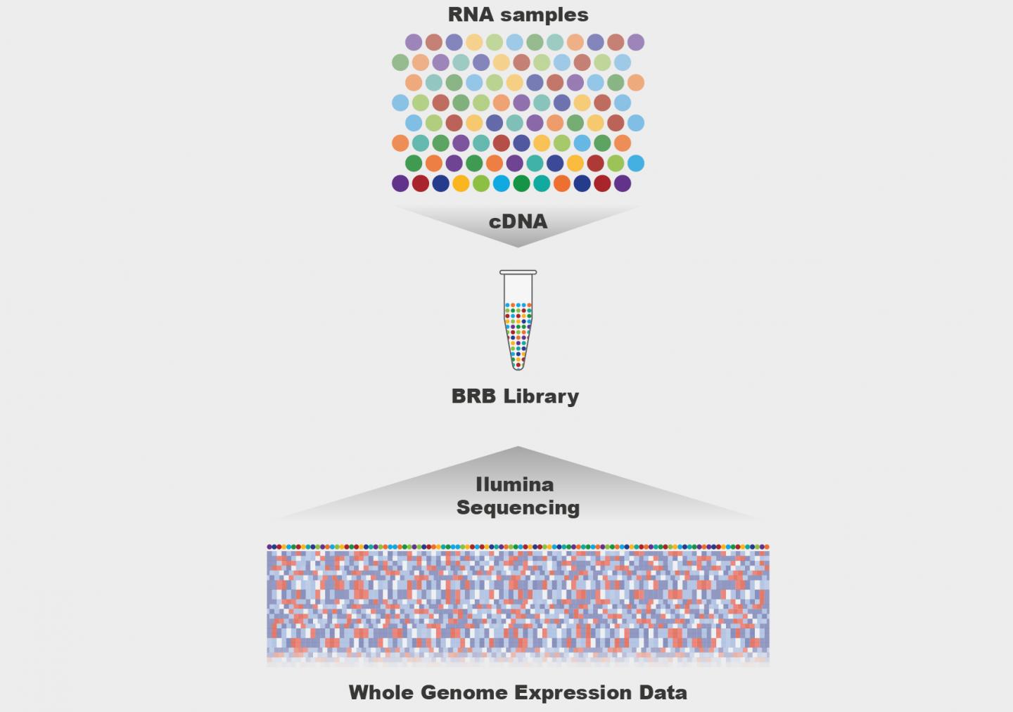 brb-seq:rna测序快速廉价的未来 - 生物通