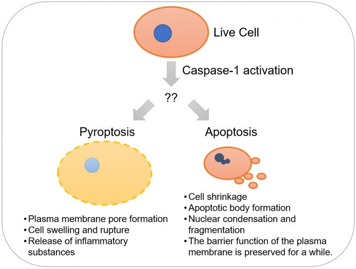 什么情况下caspase1启动细胞凋亡而不是细胞焦亡
