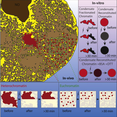 《cell》挑戰認知:染色質究竟是液體還是固體?