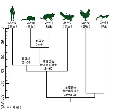 哺乳动物染色体演化历程简图