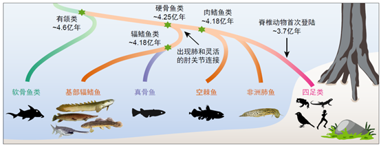 主要现生脊椎动物类群演化简图