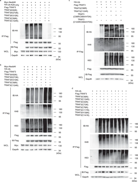 图3. nedd4l对traf3中的半胱氨酸残基进行泛素化