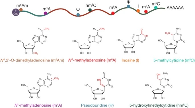 RNA修饰隐藏的神秘调控