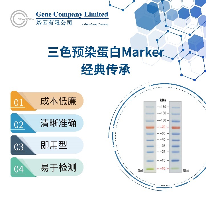 乾貨蛋白marker常見問題答疑