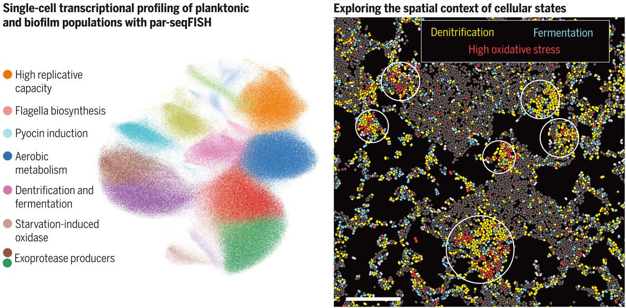 Science单细胞分辨率细菌种群的空间转录组学