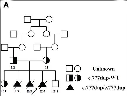 圖1. ntpt突變的家族譜系圖