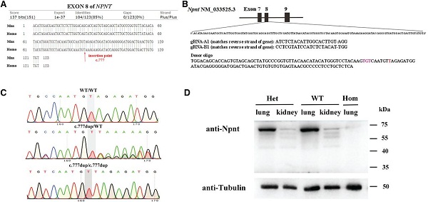 图3 模拟纯合移码突变的基因敲入小鼠的构建
